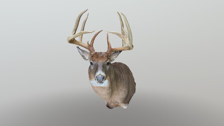 Mounted Deer by Leonard Dunalp 3D Model