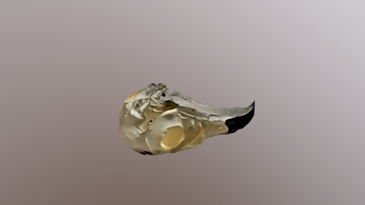 Osprey Skull 3D Model