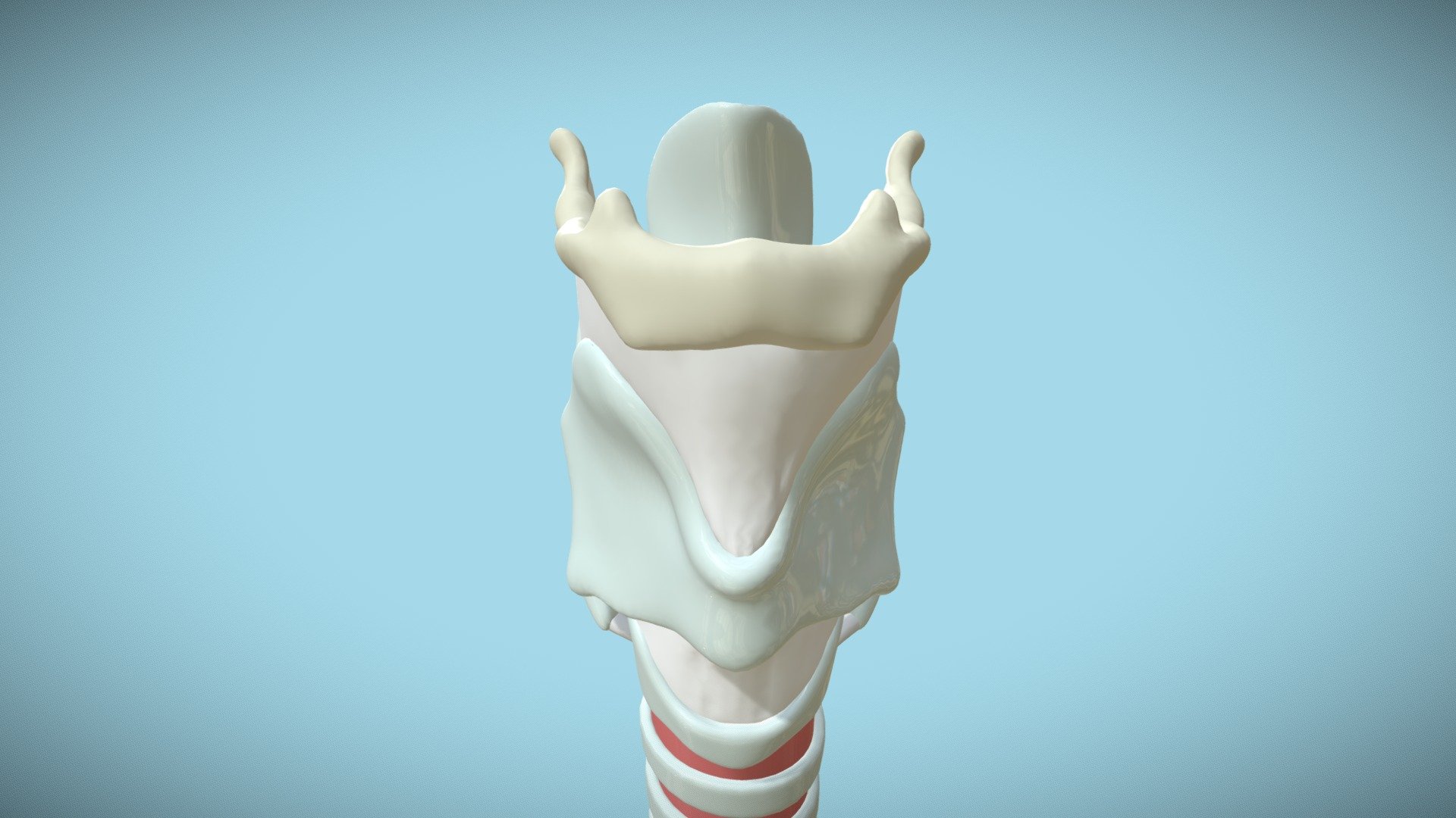 Laynx Anatomy Sketchfab - 3D model by as17345 [cc7e620] - Sketchfab