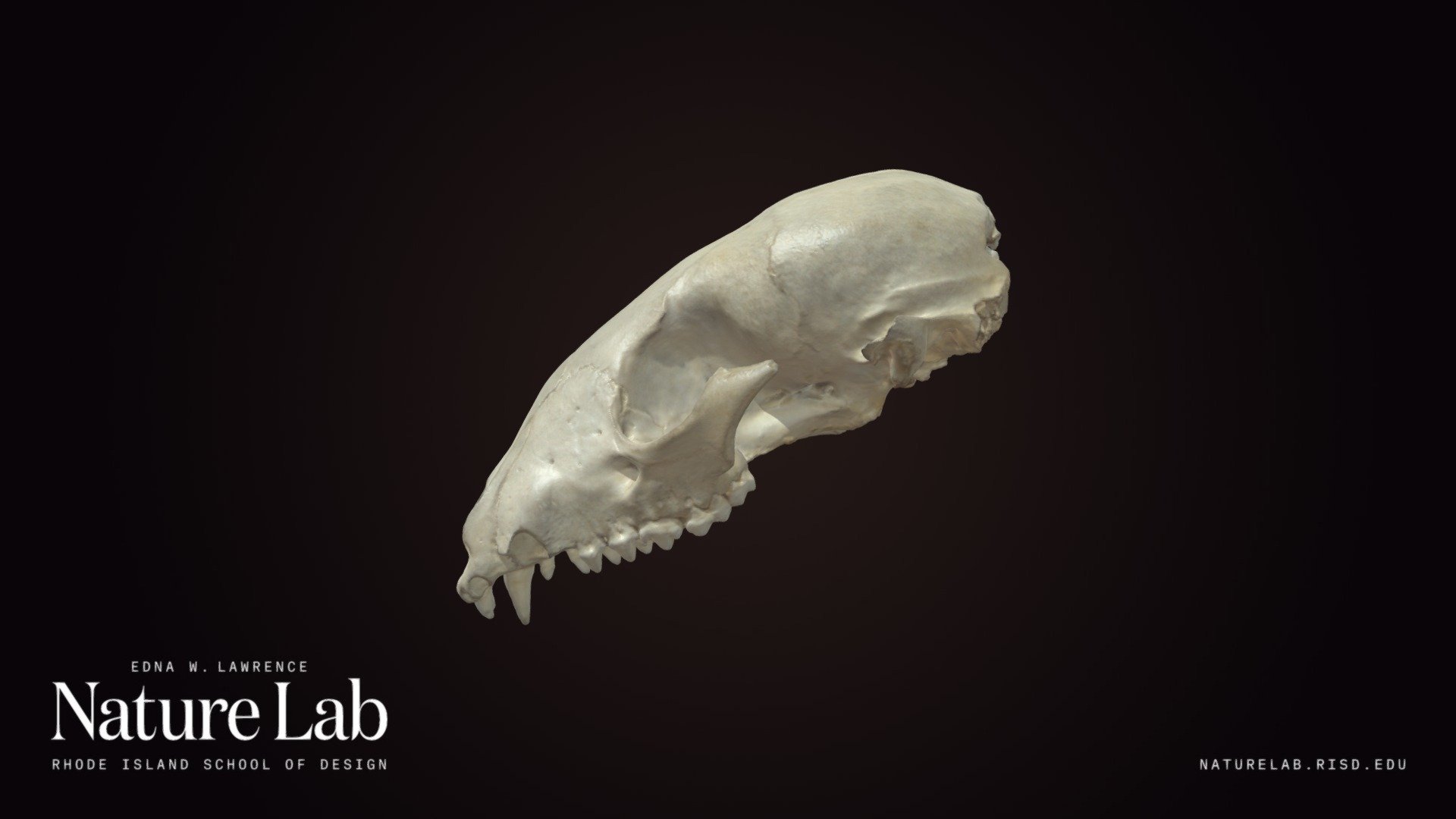Raccoon cranium