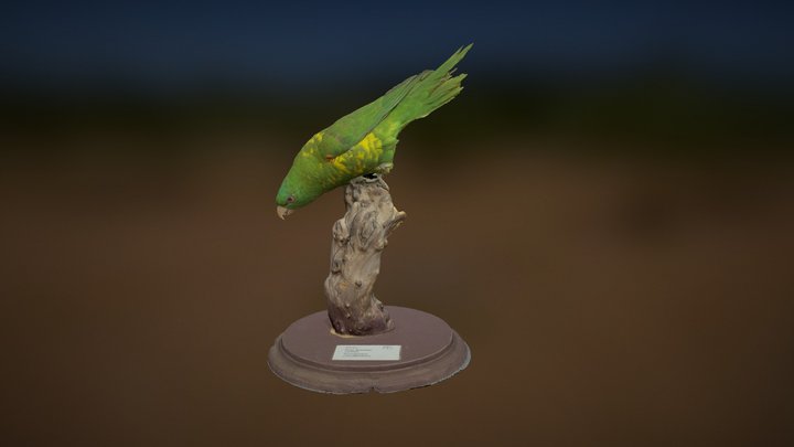 Scaly-Breasted Lorikeet 3D Model