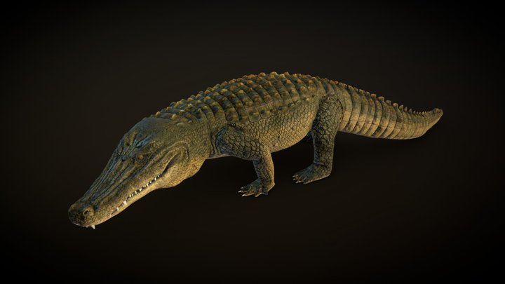 Alligator 3D Model