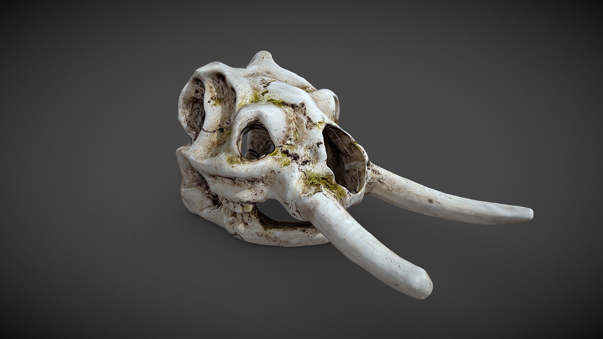 Skull of a creature (elephant)