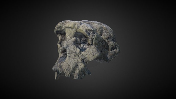 Sahelanthropus tchadensis -- Skull fossil 3D Model