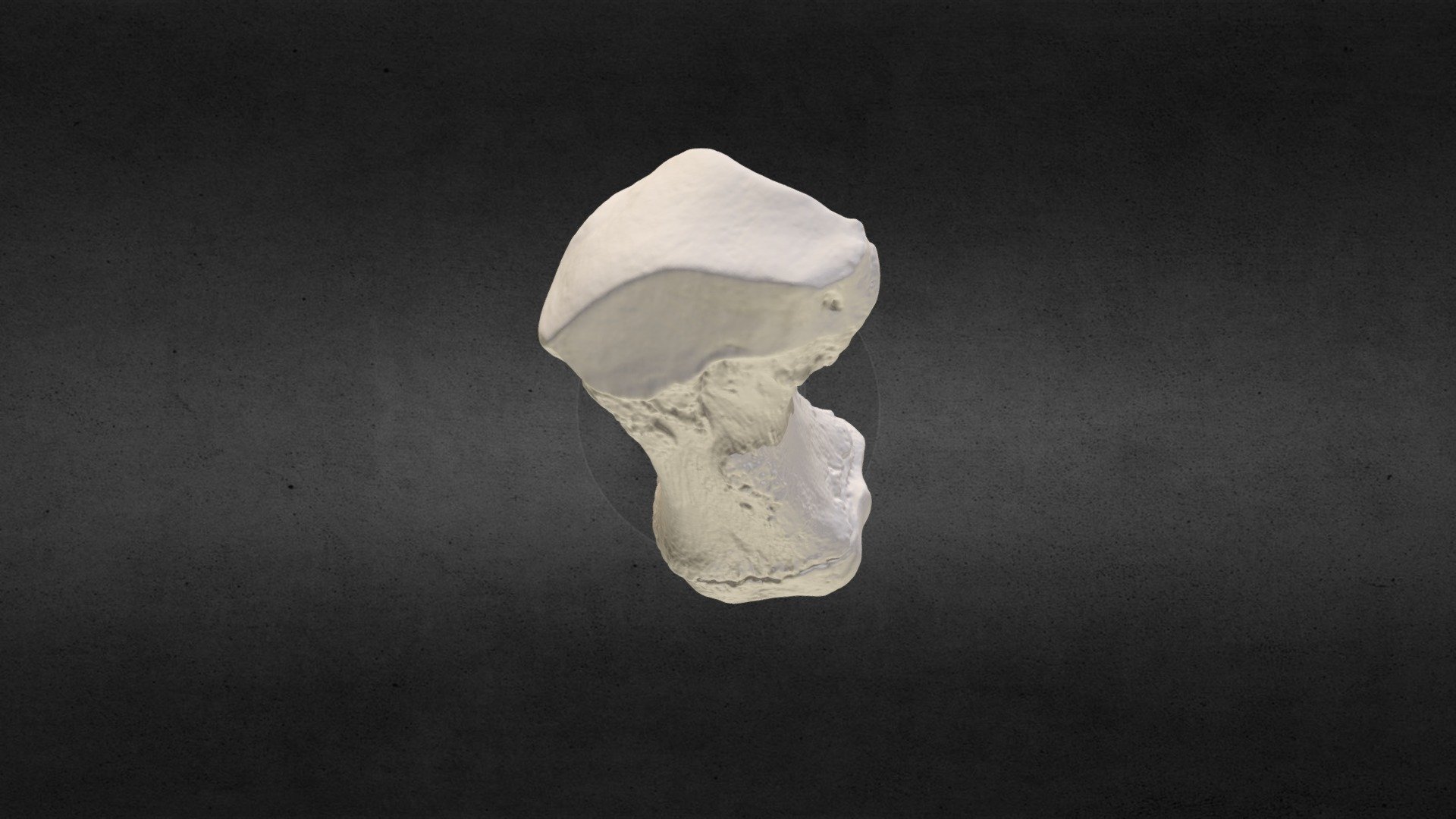 Loxodanta africana (elephant) L Metacarpal IV
