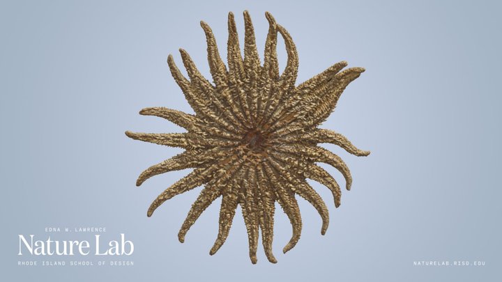 Sunflower Sea Star