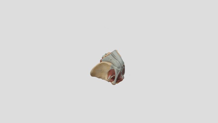 female pelvic-1 3D Model