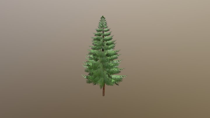 Fir Tree 3D Model