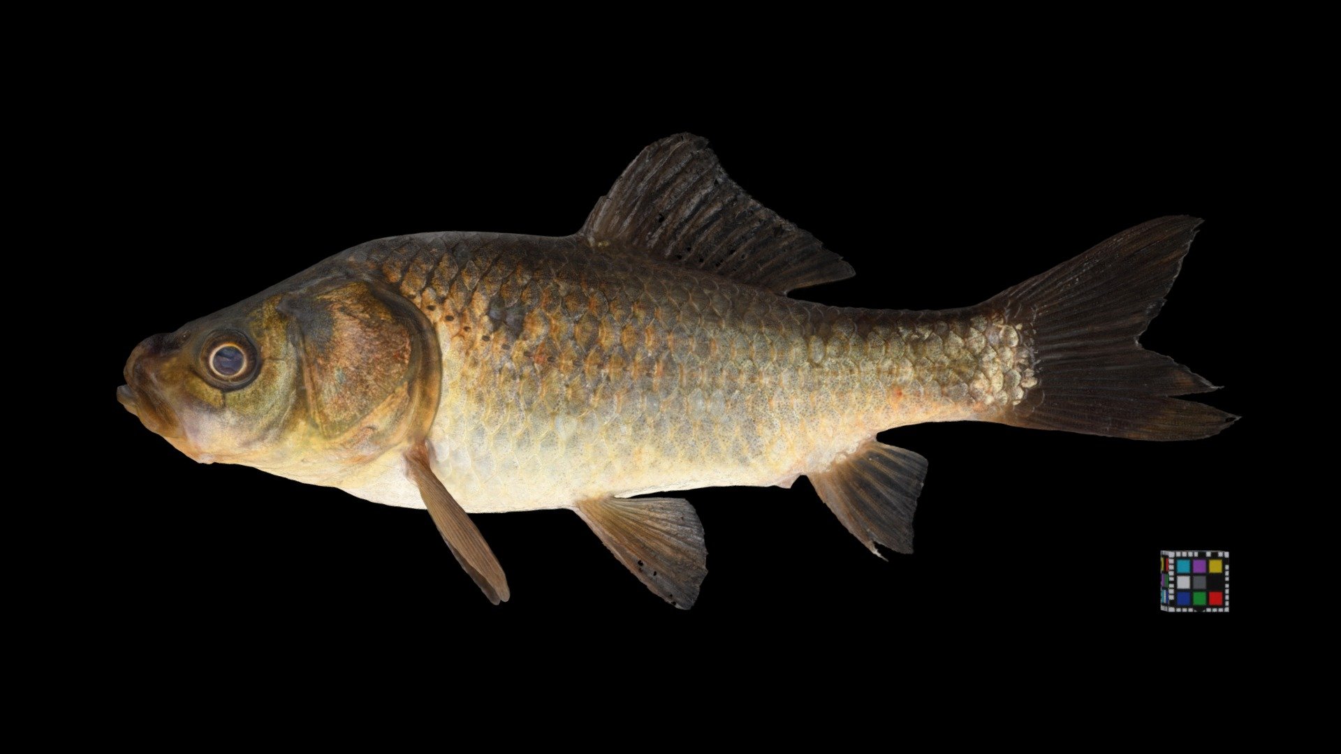 キンブナ or ナガブナ ♀ Crucian Carp, Carassius auratus