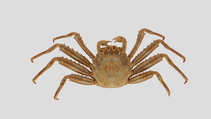 Percnon gibbesi (H. Milne Edwards, 1853) 3D Model