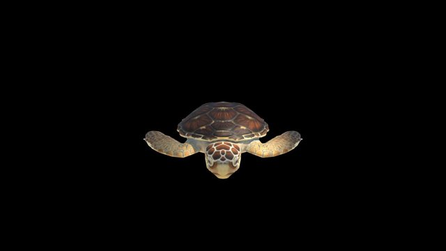 Loggerhead Turtle 3D Model