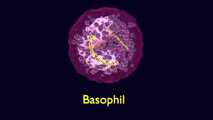 Basophil Animated Detail Granules White Blood 3D Model