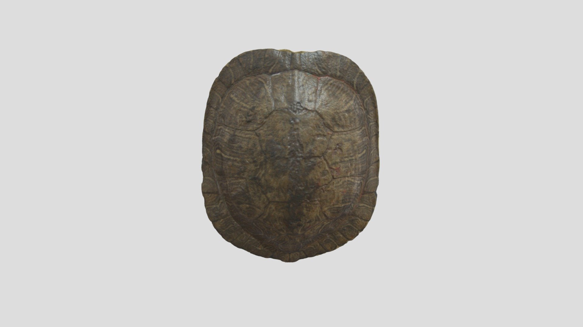 turtle-shell - 3D model by Izana.Garijo.Valero [ccaa5bd] - Sketchfab