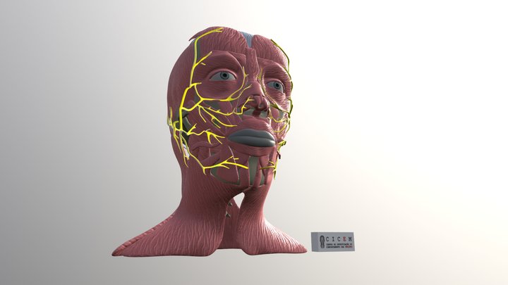 Anatomia da Face 3D e Nervo Craniano VII 3D Model