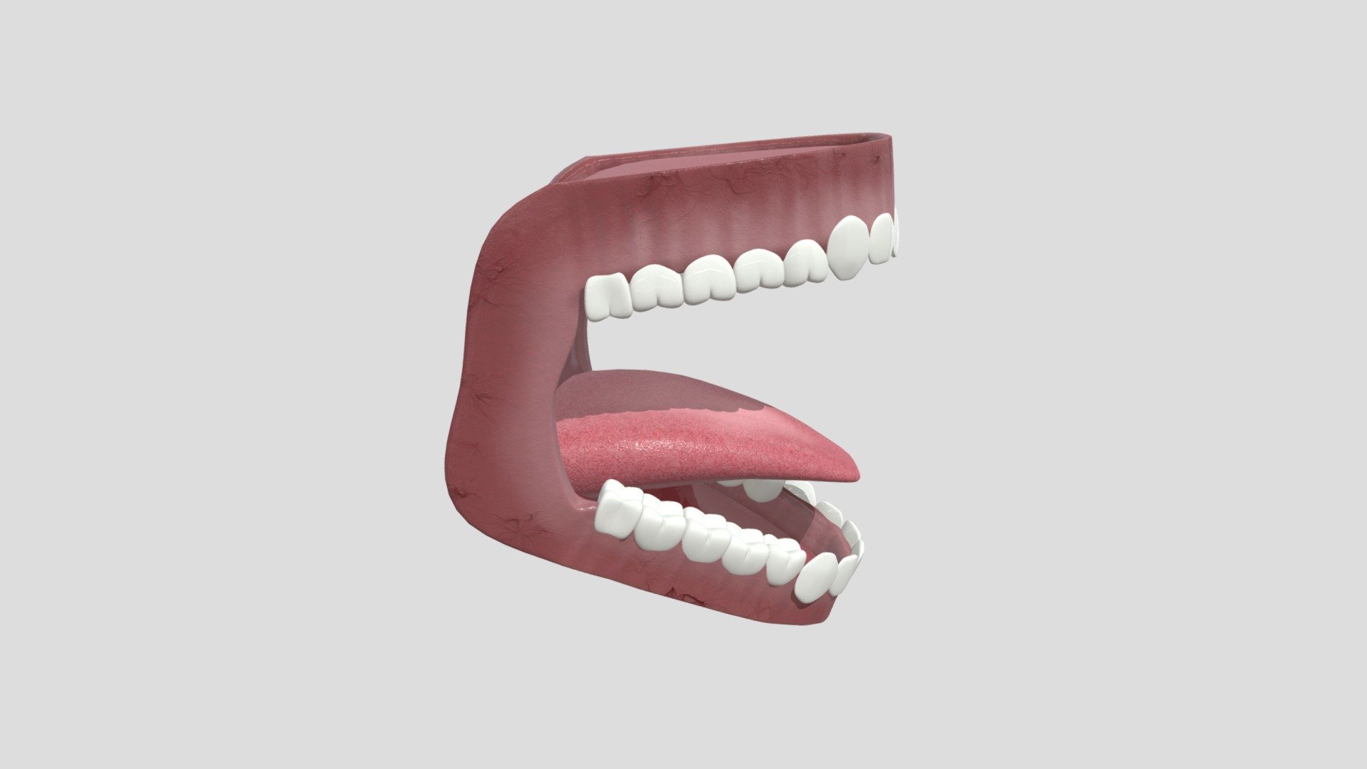 Mouth structure - Download Free 3D model by sameekbhosale [ccb2d72 ...