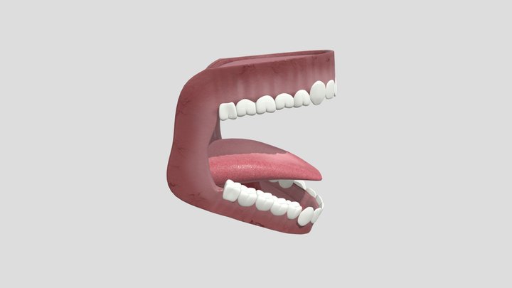 Mouth structure 3D Model