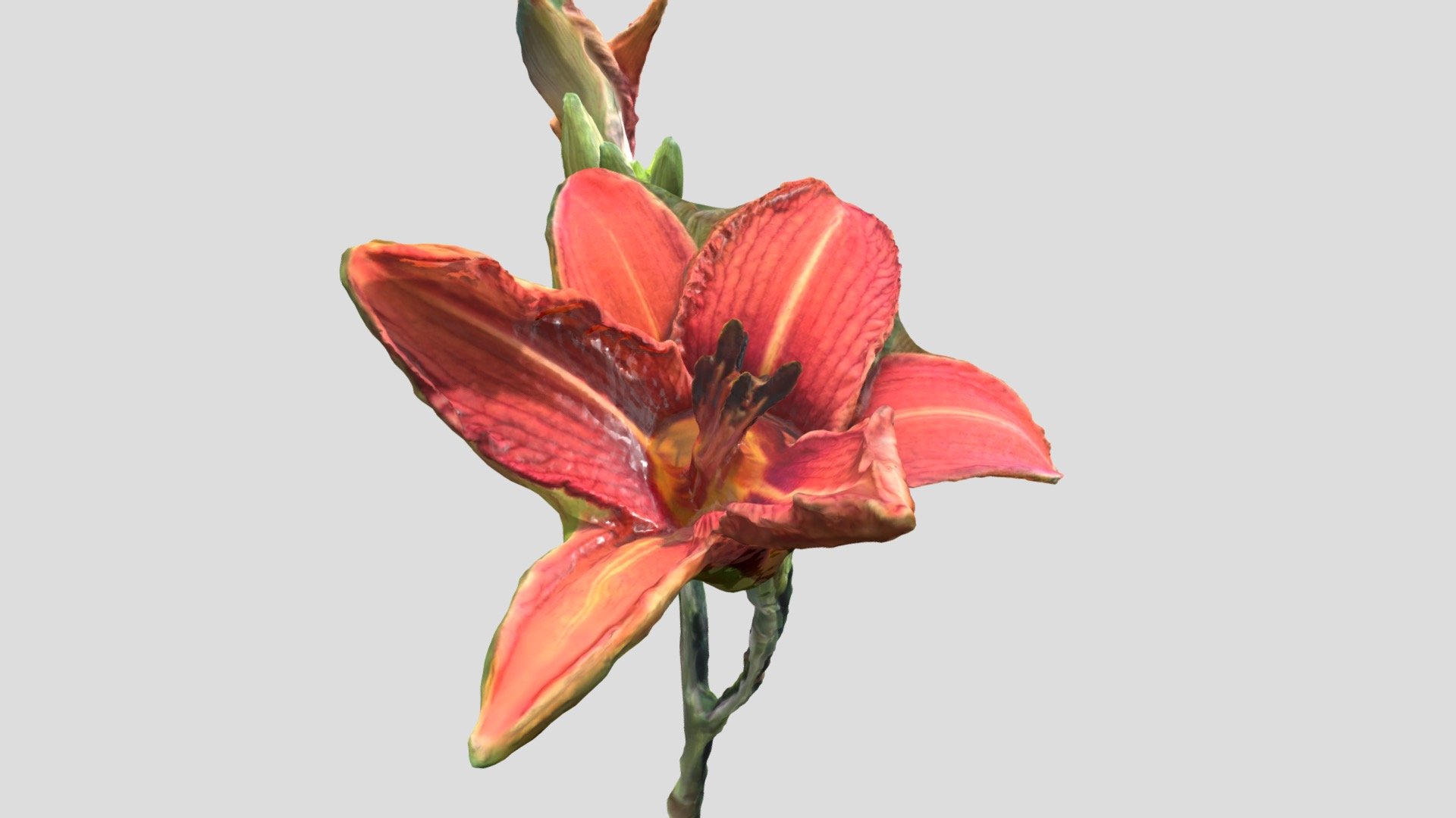 Day Lily