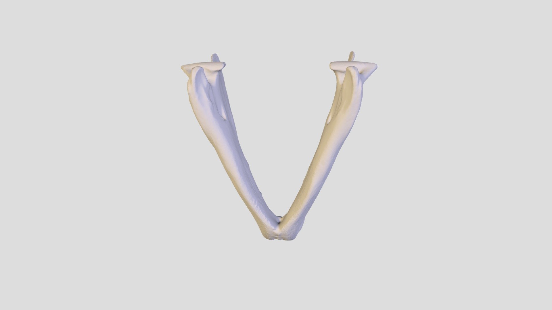 Lynx rufus Mandible - Download Free 3D model by nlasley [ccb9320 ...