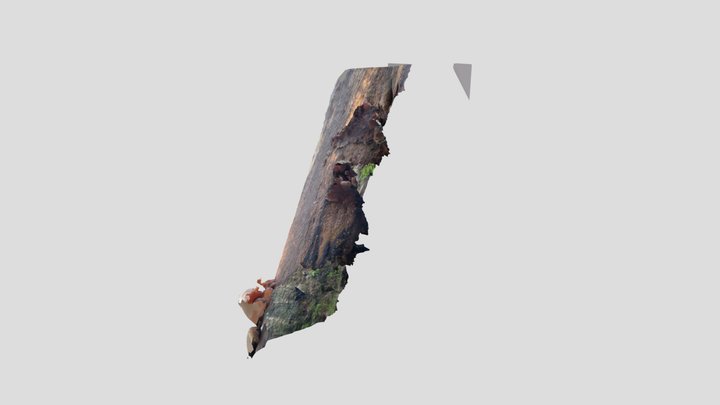 Tripe fungus – Modello 3D gratuito STL