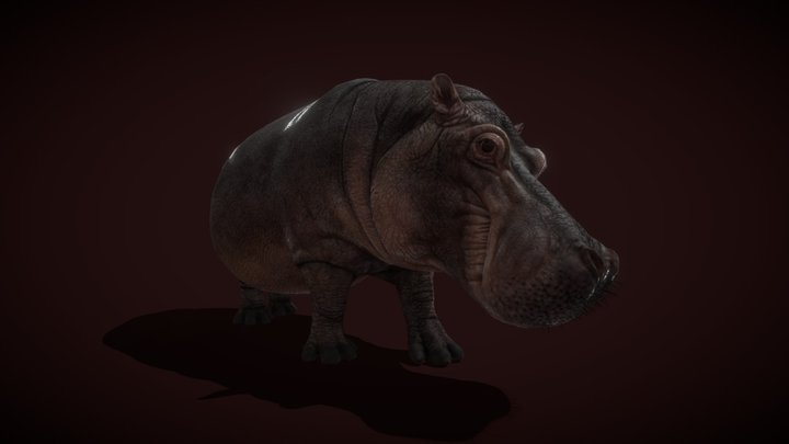 Hippopotamus 3D Model