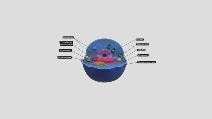 The model Particles representing ribosomes move along a unidimensional   Download Scientific Diagram