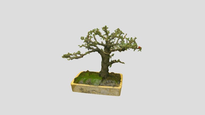 Bonsai_ Tree_20 – Free 3D Model STL
