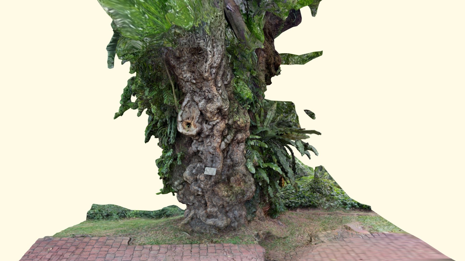 Fort Canning - Madras Thorn - Heritage Tree 1