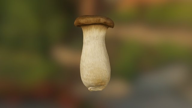 Shiitake - Lentinula edodes 3D Model