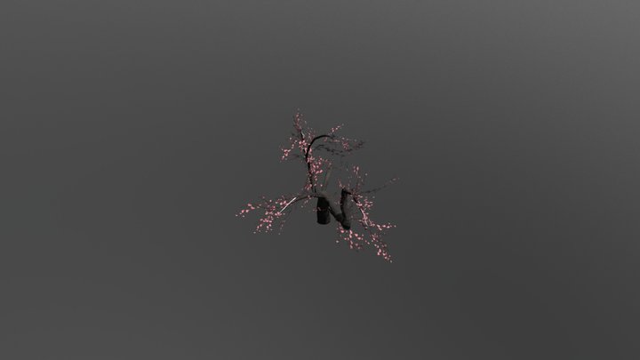 Cherry-tree 3D Model