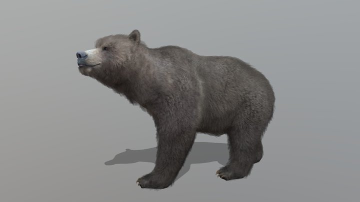 Bear – Realistic Animated 3D Model