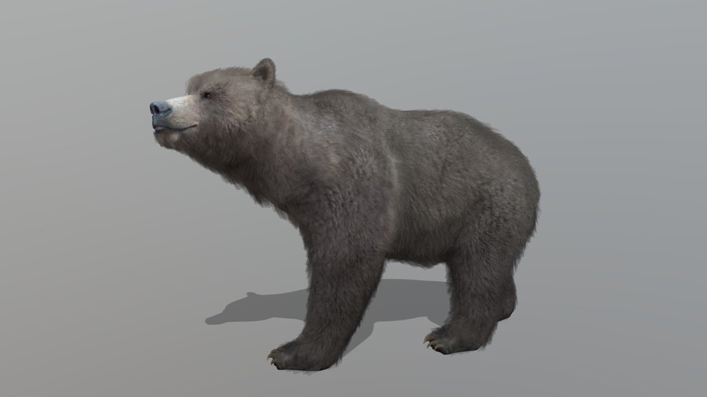 Bear – Realistic Animated 3D Model