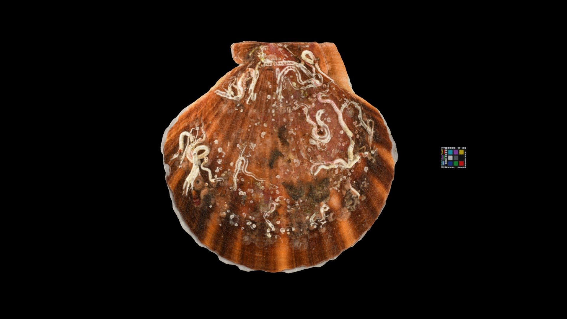 ホタテガイ ♀ Common Scallop, Mizuhopecten yessoensis