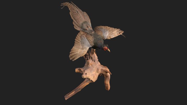 キジの剥製 3D Model