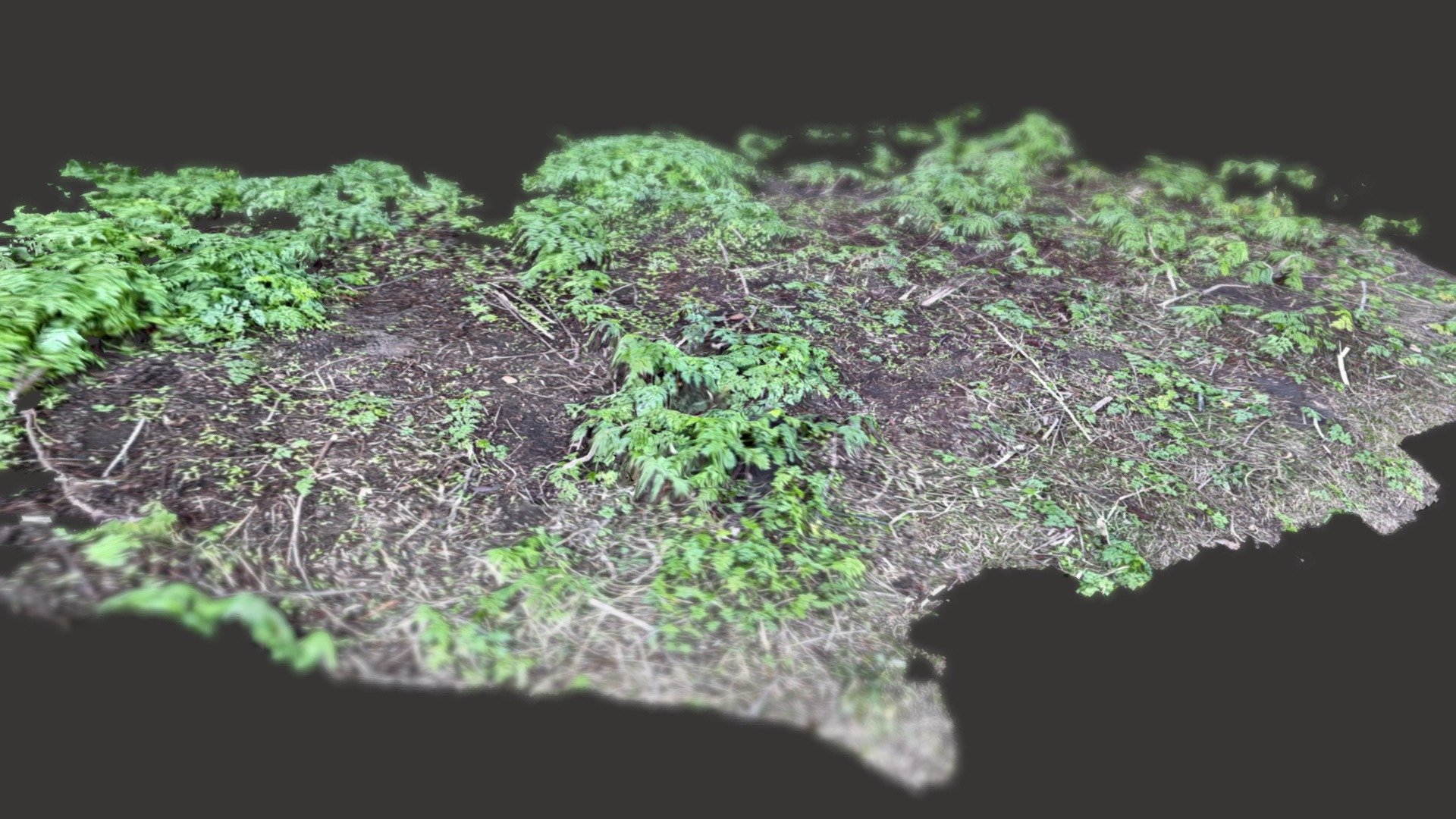 Scan of plant cover on ground