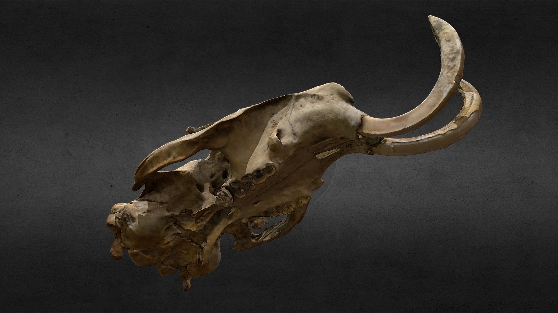 skull