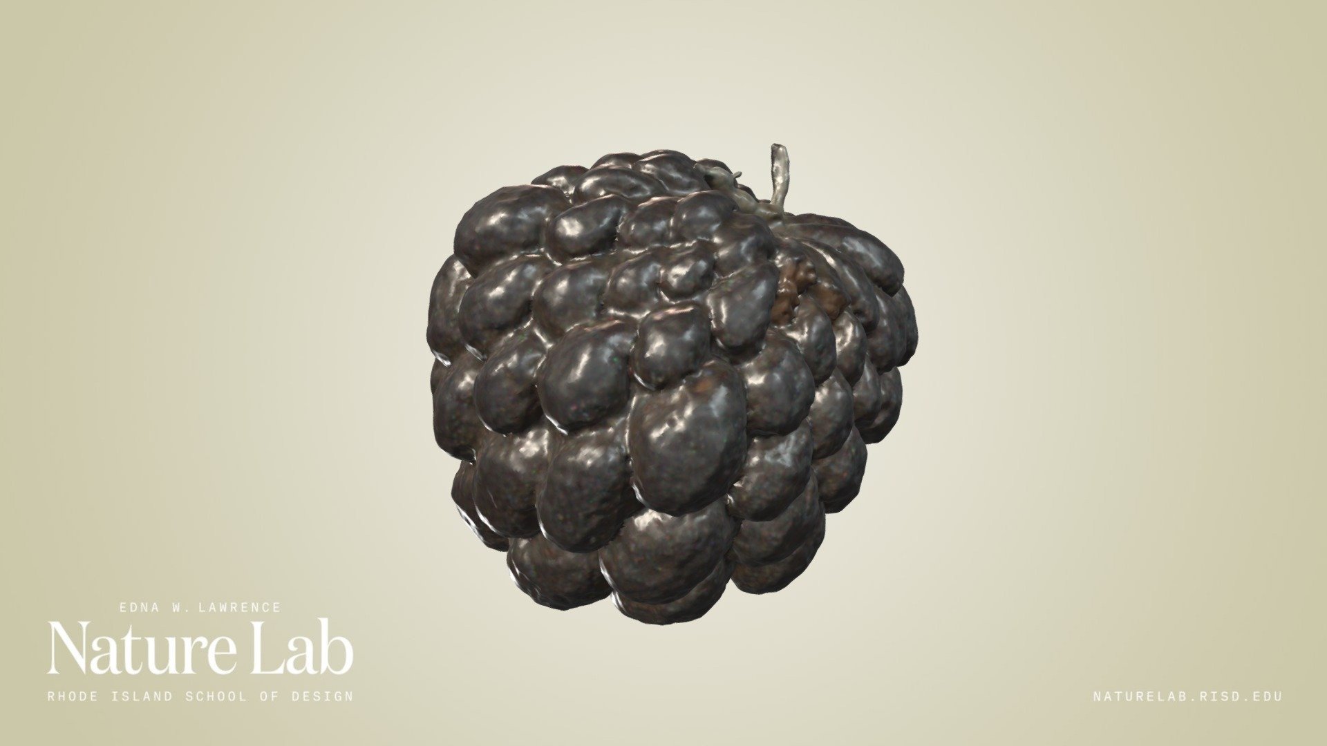 Sugar Apple (dried)