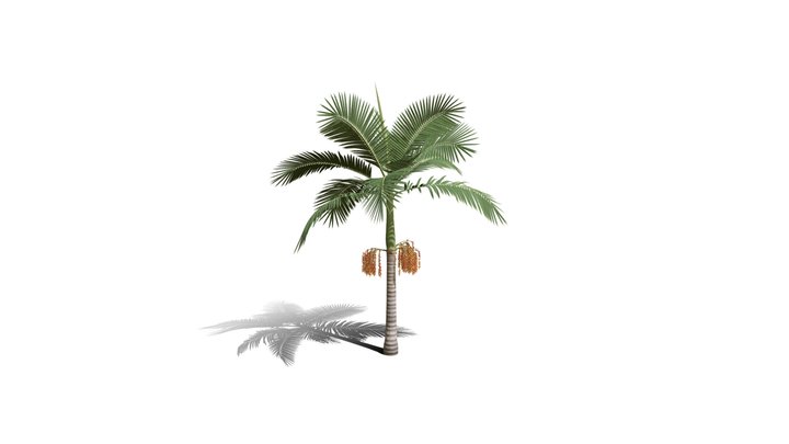 Realistic HD Alexander palm (7/30) 3D Model