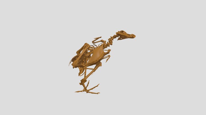 Dodo Squelette 3D Model