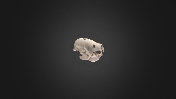 XIBALBAONYX OVICEPS AB 3D Model
