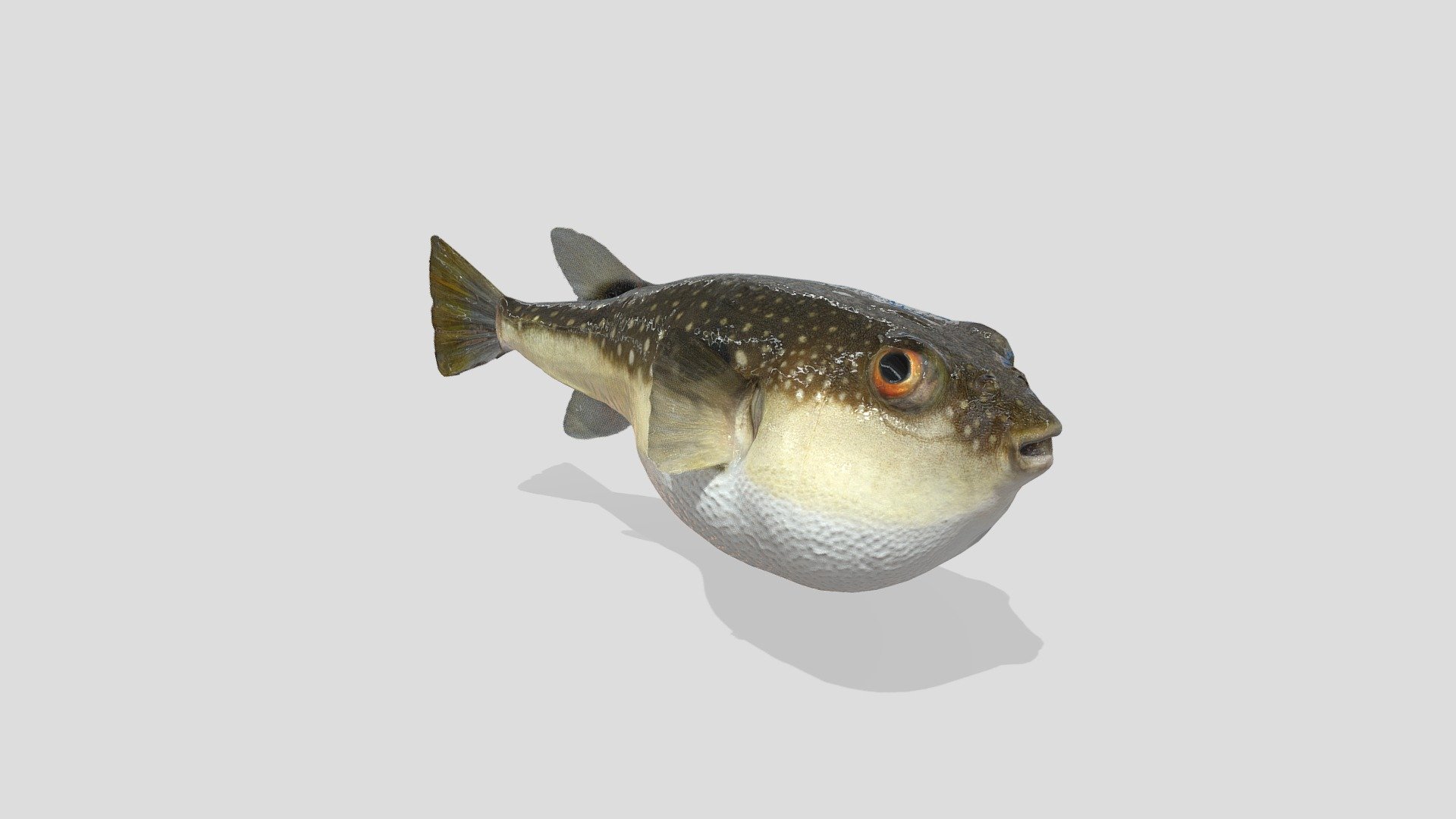 Grass Puffer 河豚 (JSFP) 3D model by bunnopen [ccdfe51] Sketchfab