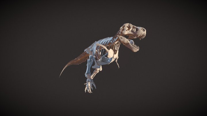 Tyrannosaurus rex Stan skeleton 3D Model