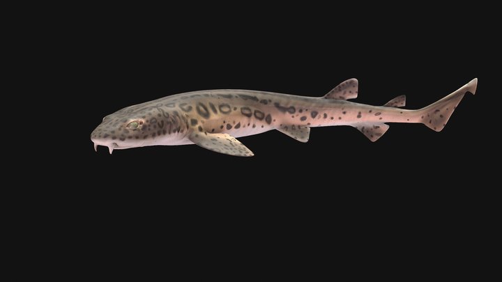 Model 91 - Leopard Catshark – Free 3D Model STL
