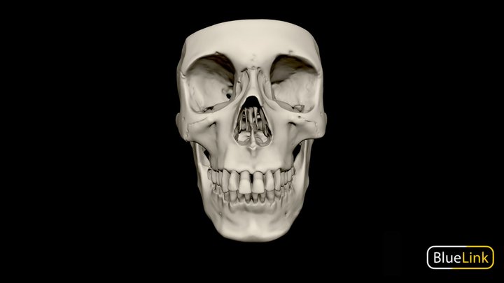 Cranium and Mandible 3D Model
