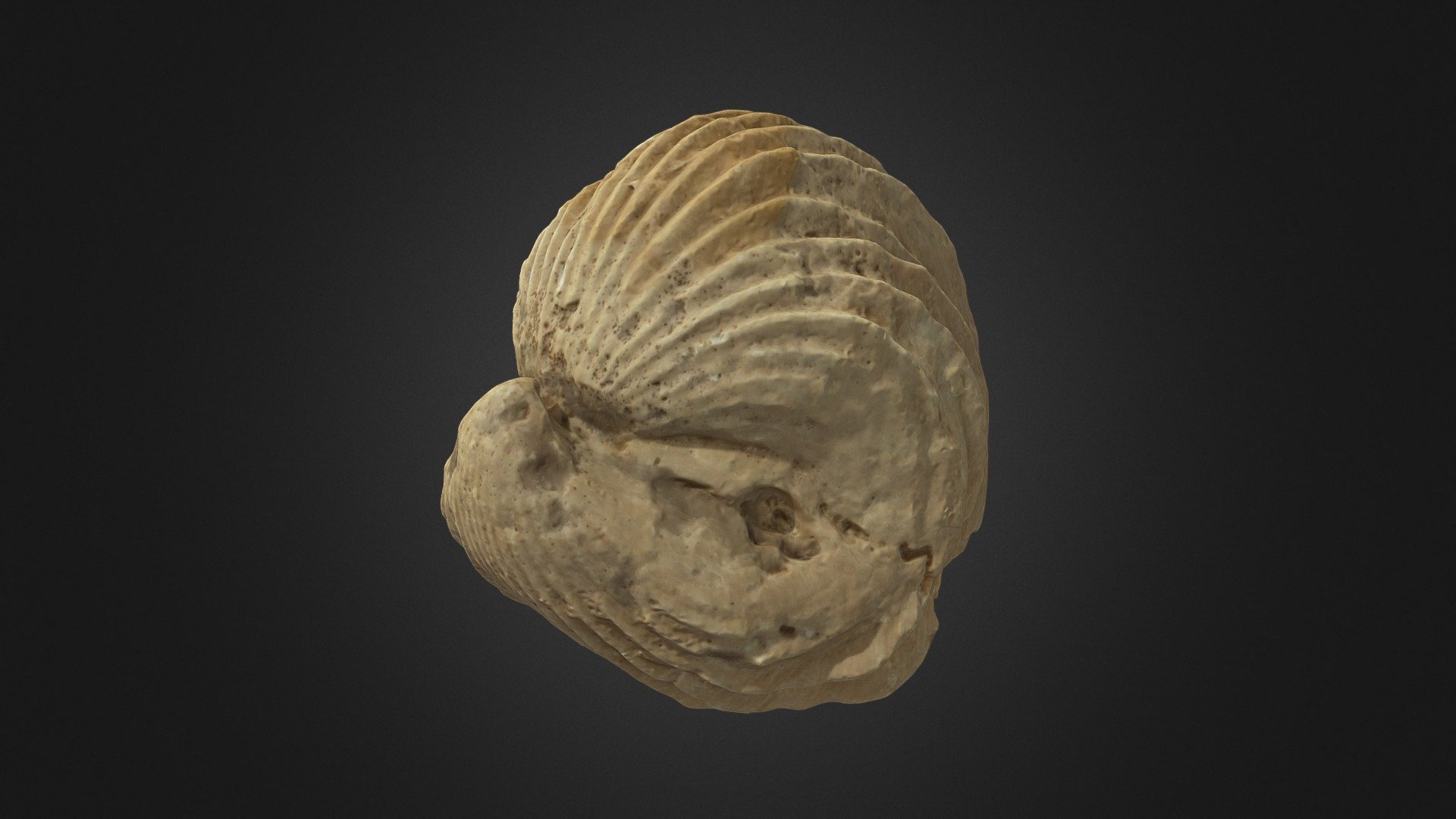 Brachiopode (rhynchonella decorata) — Sketchfab embed 3D viewer