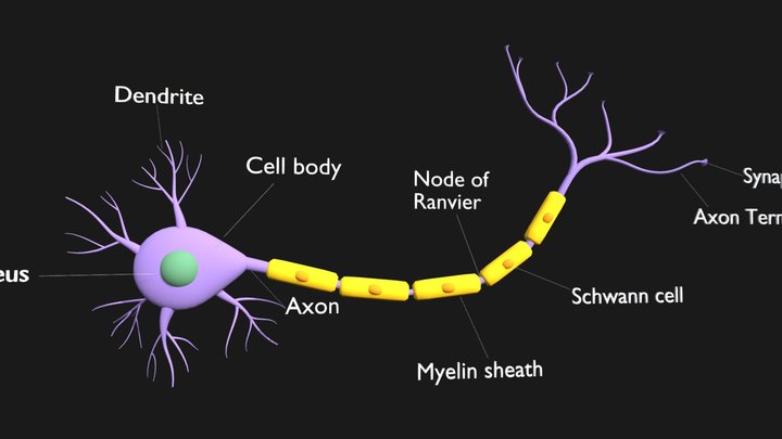 Neuron 3d Model 3D Model