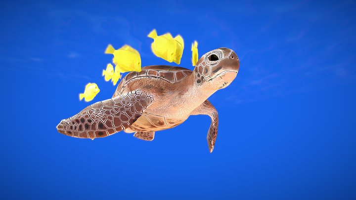 Sea turtle 3D Model