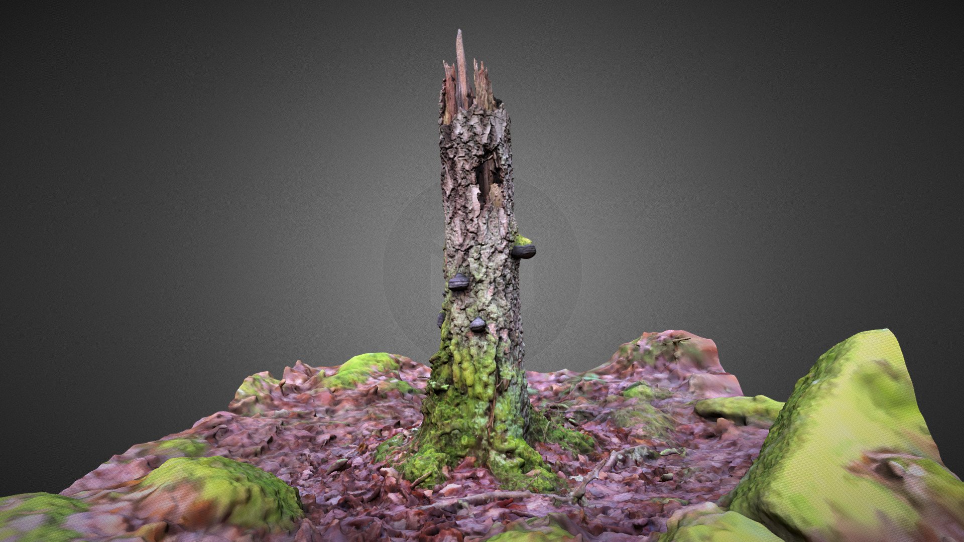 Birch Tree Stump