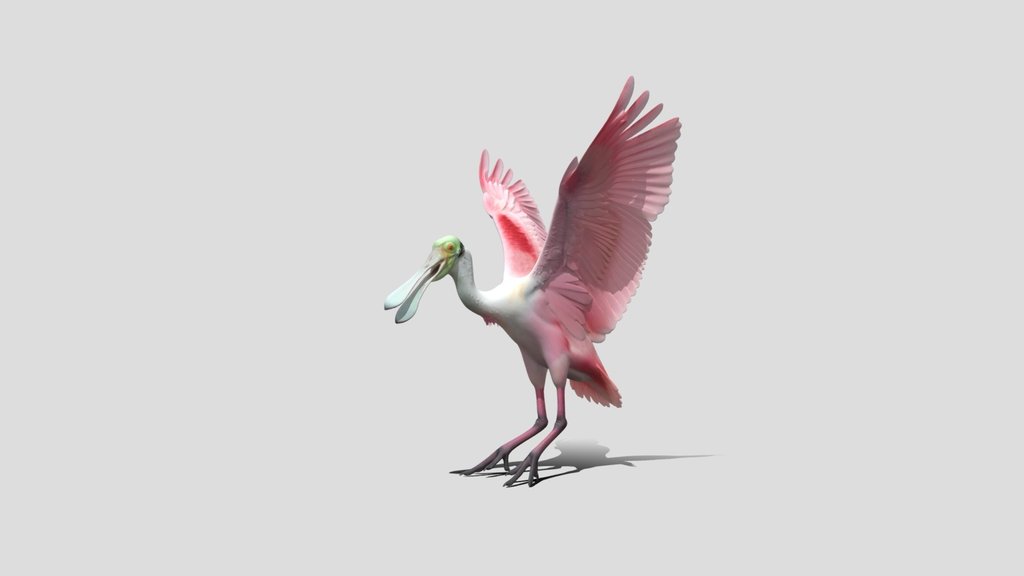 Roseate Spoonbill