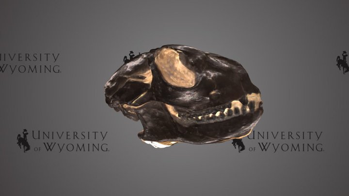 UW6466 - Smilodectes gracilis, Skull, cast – Modello 3D gratuito STL