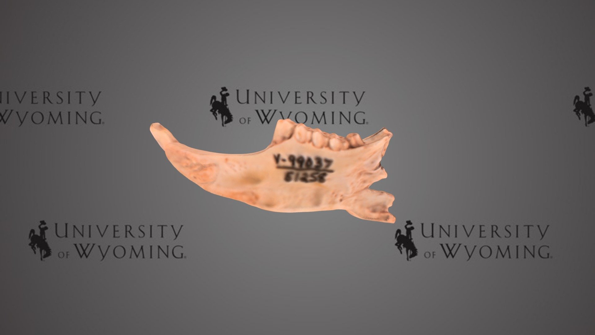 UW 51258 - Sylvilagus, Right Dentary